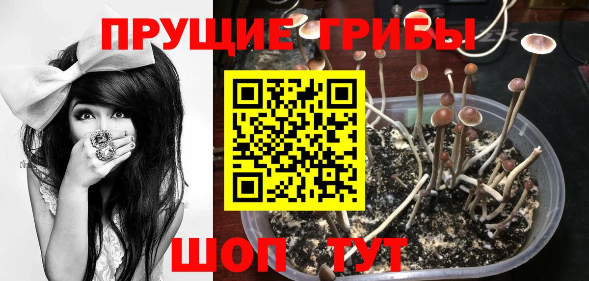 Галлюциногенные грибы Psilocybine cubensis Клин